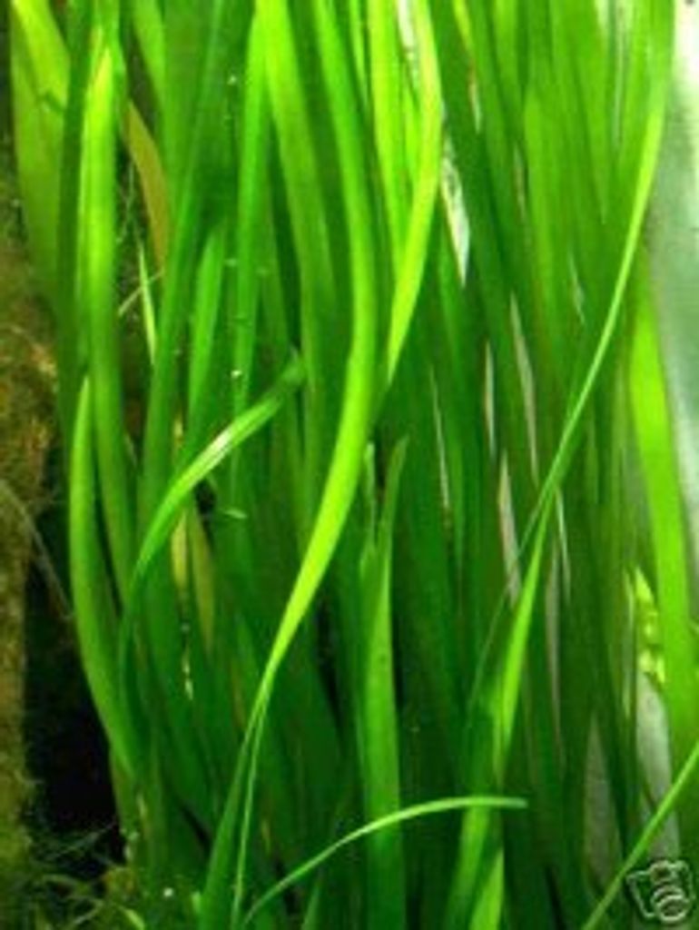 5 Bunde Vallisnerien, Vallisneria, Aquariumpflanze