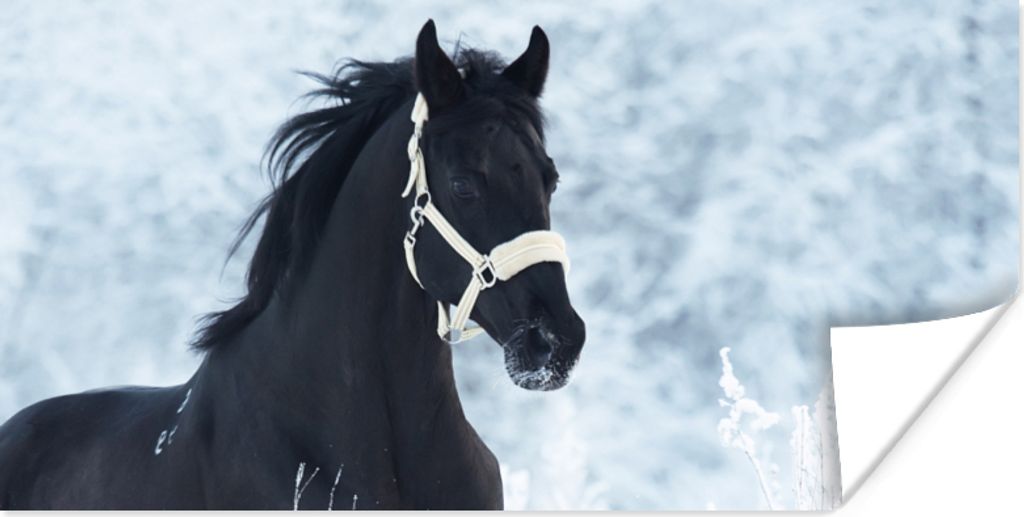 MuchoWow Poster Pferd - Schnee - Winter 80x40 cm - Wanddeko