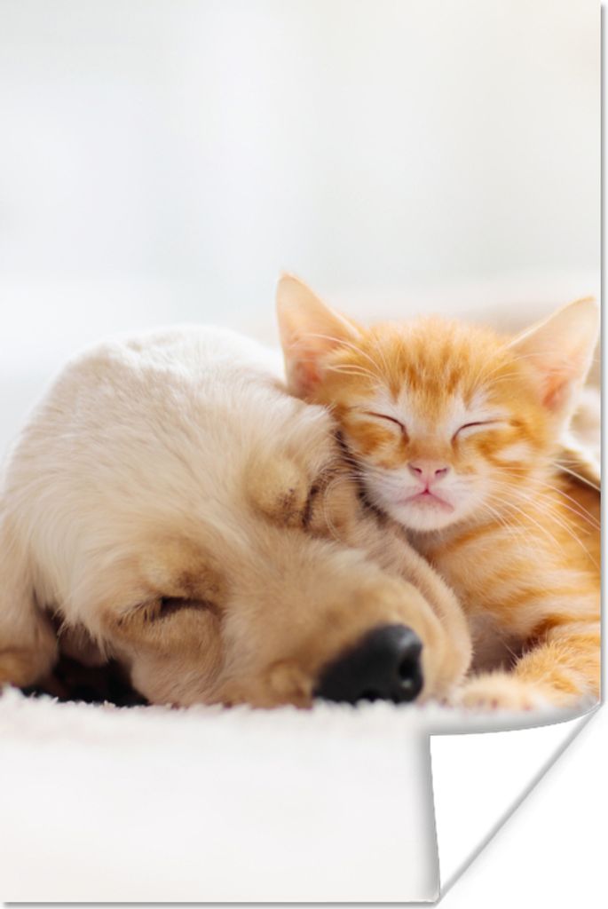 MuchoWow Poster Tiere - Hund - Kätzchen - Rot 120x180 cm - Kunstposter