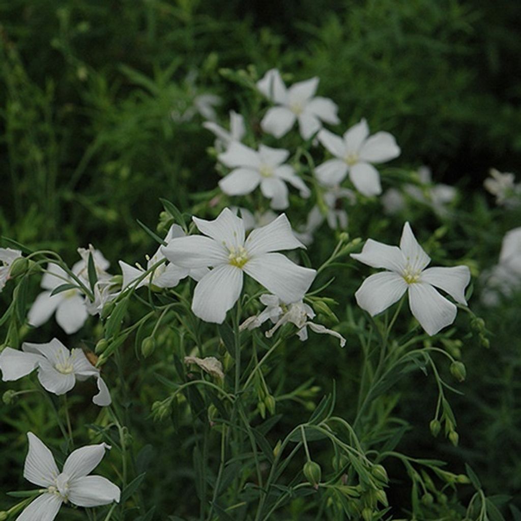 6 x Staudenlein - Linum perenne 'Diamant' | Topf 9cm x 9cm