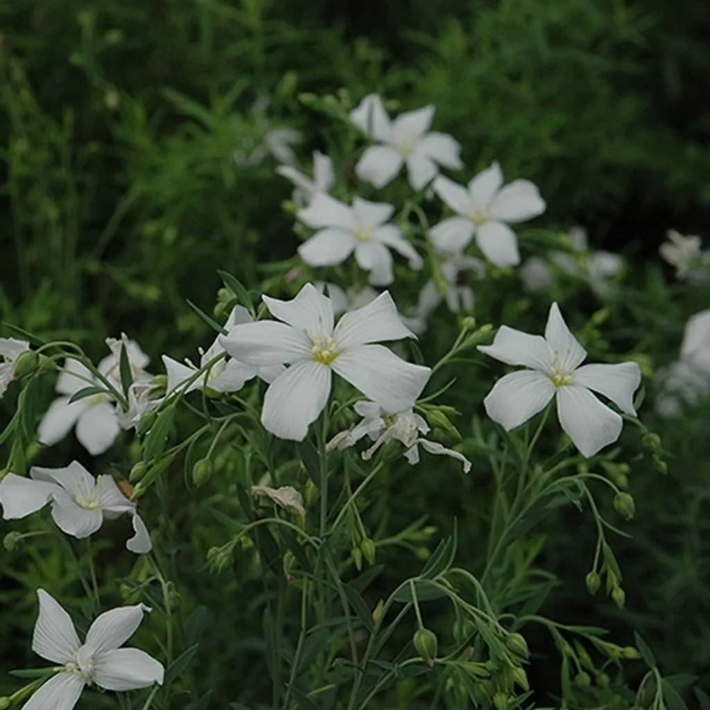 Crea la tua Nuvola Bianca: 6x Linum perenne 'Diamant' in Vaso 9cm