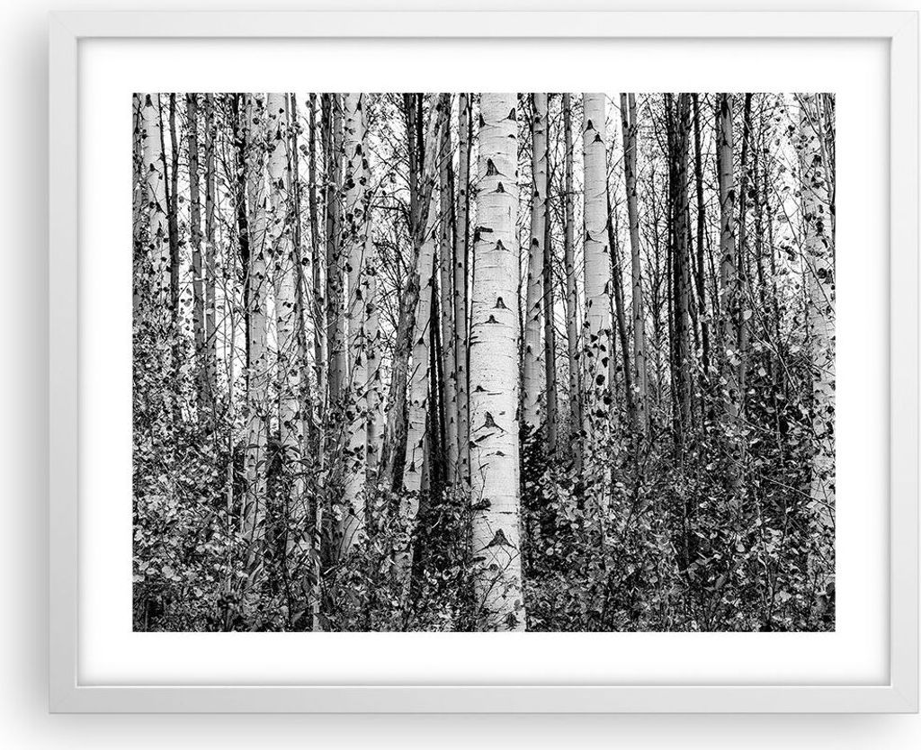 Gerahmtes Poster - Weißer Rahmen - Birken Wald Monochrom - 50x40 cm - Wand Bild - Wanddeko - Wandbilder - Kunstposter - Wandposter - Bilderrahmen ...