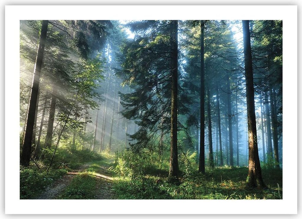 Poster - Poster ohne Rahmen - Wald Dämmerung die Sonne - 70x50 cm - Wand Bild - Wanddeko - Wandbilder - Kunstposter - Wandposter - Bilder - Kunstd...