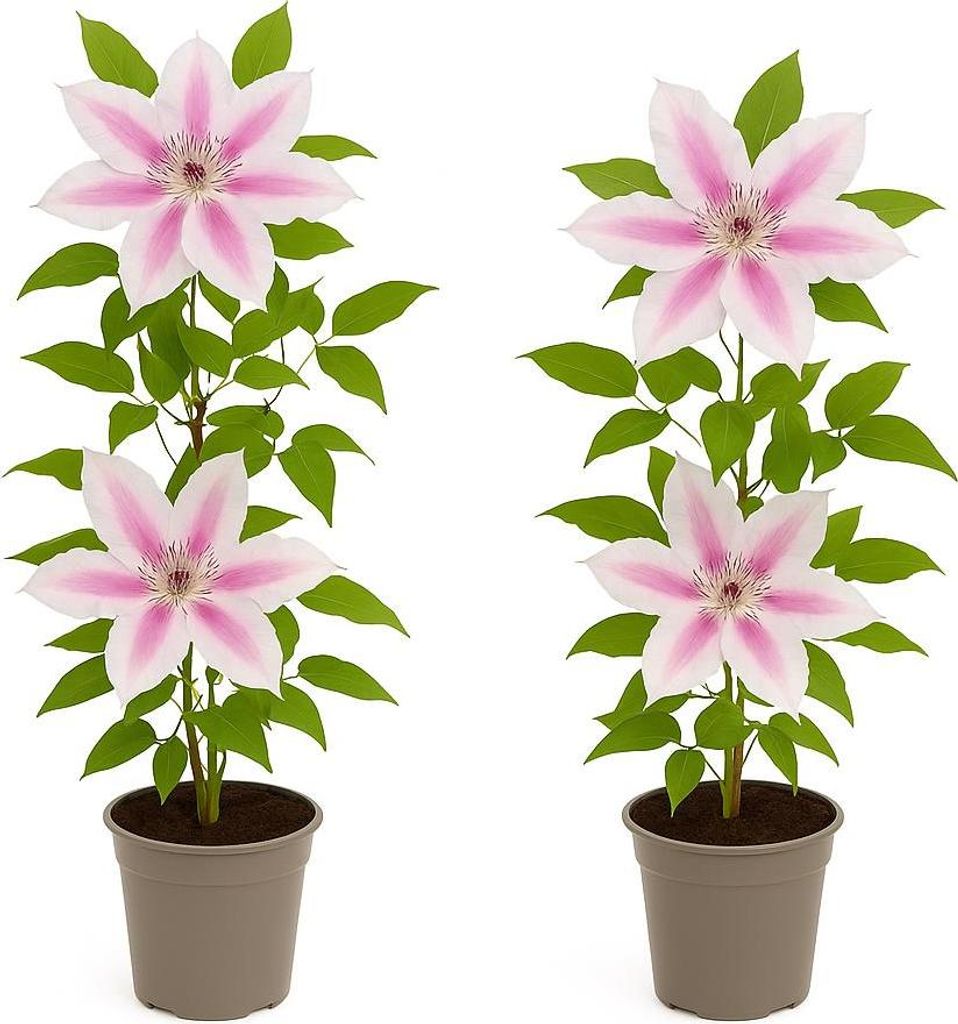 Exotenherz Kletterpflanzen - Clematis Nelly Moser - 2er Set - 11cm Topf