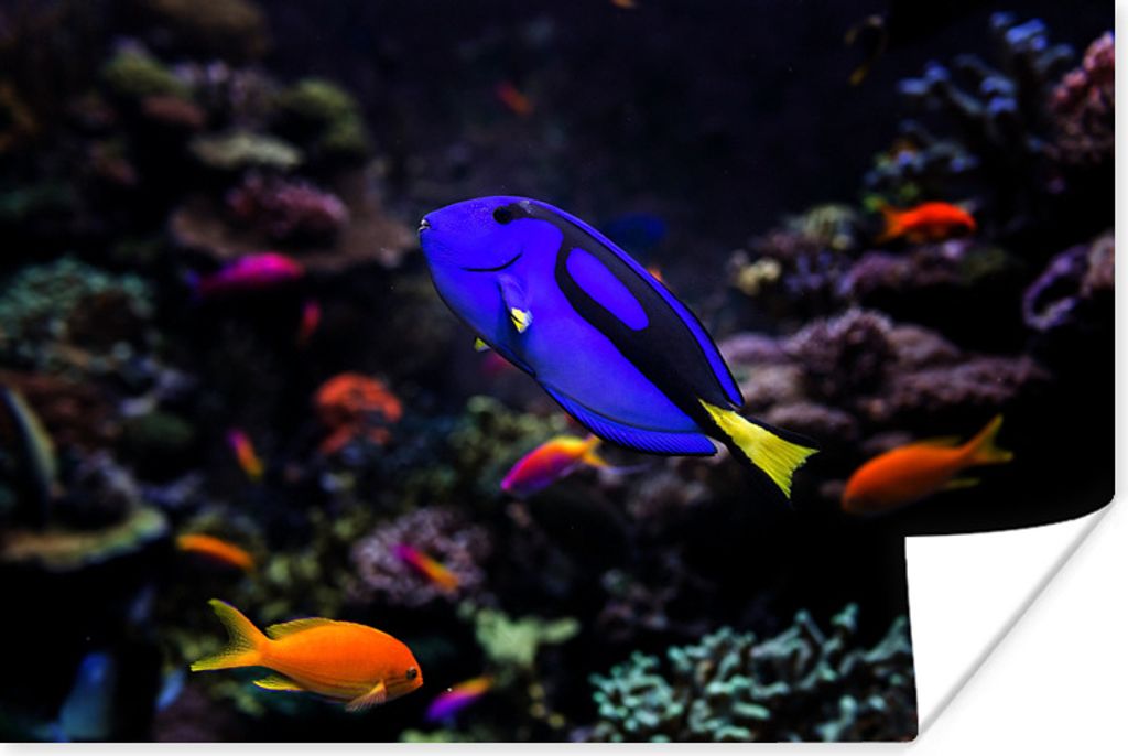 MuchoWow Poster Ein Picasso-Doktorfisch in einem Aquarium 90x60 cm - Schlafzimmer