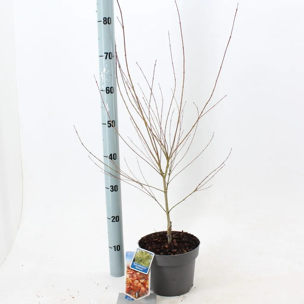 Érable du Japon Katsura Feuillage Orangé - Acer palmatum 50-60 cm