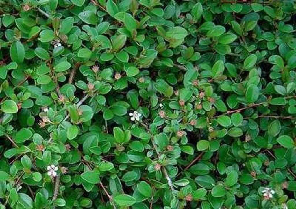 12 Cotoneaster radicans Eichholz en pot 9cm - Arbuste rampant persistant - 2