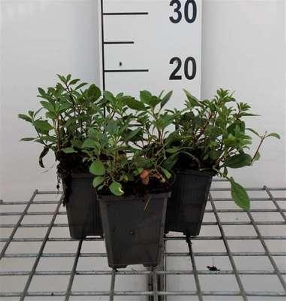 6 x Saponaria ocymoides - Seifenkraut - Topf 9 x 9 cm