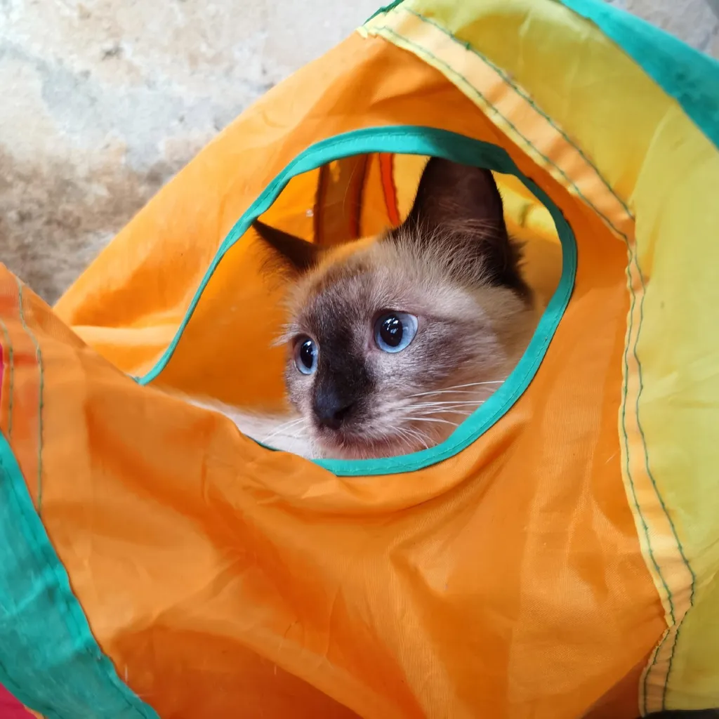Jouet tunnel long FIGARO pour chat à structure ressort rétractable - 7