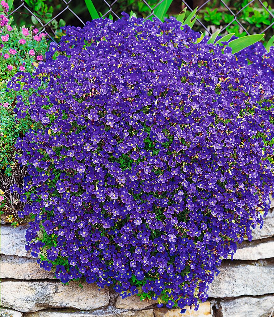 A lush, blooming plant with small purple flowers cascading over a stone wall.