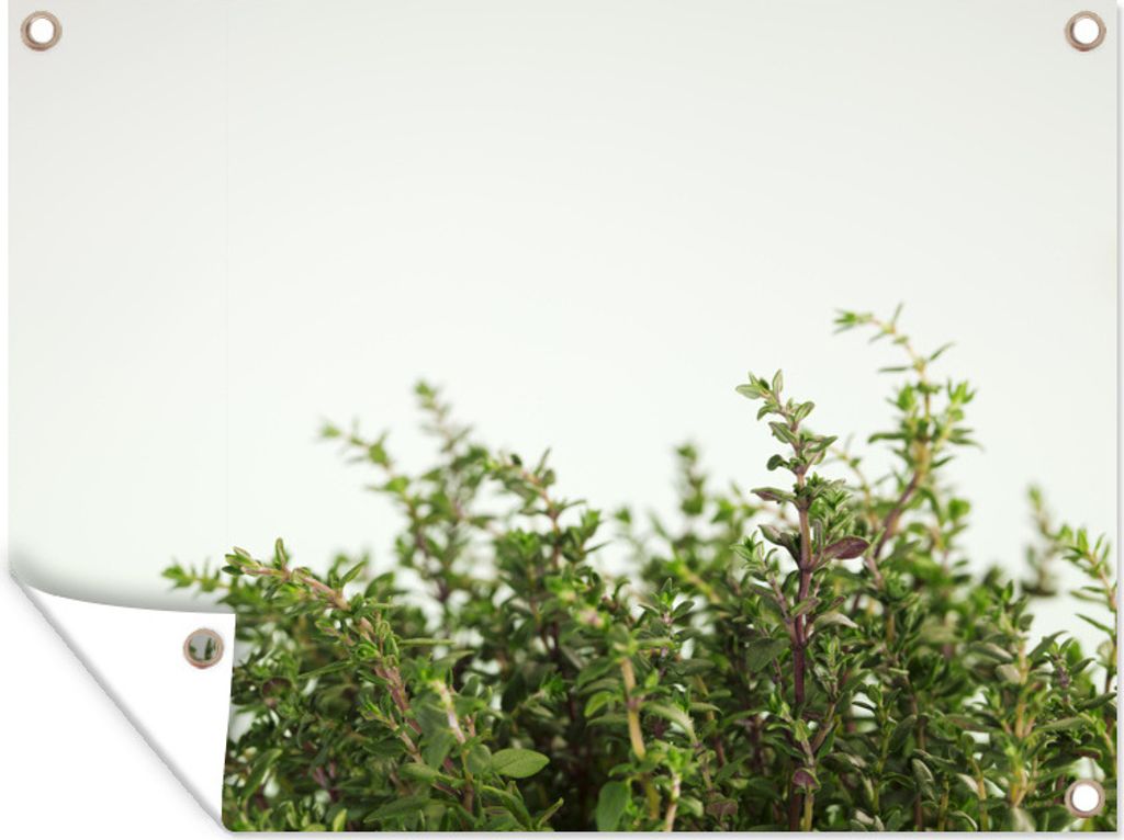 MuchoWow 120x90 cm Outdoor-Poster Gartendeko Sichtschutz Garten Poster für den Garten Nahaufnahme des aromatischen Thymians vor einem schönen ...