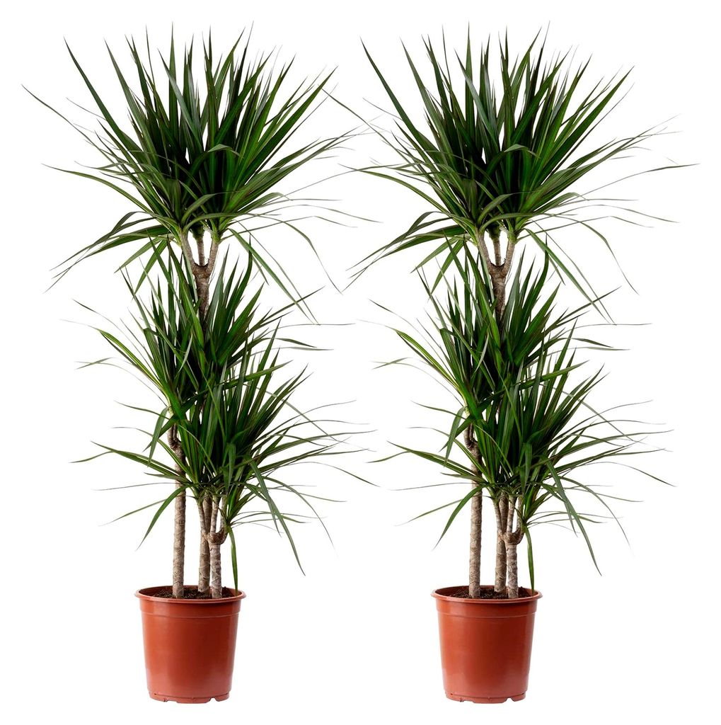 2er-Set Drachenbaum mit 3 Stämmen - pflegeleichte Zimmerpflanze, Dracaena marginata - Höhe ca. 120 cm, Topf-Ø 21 cm