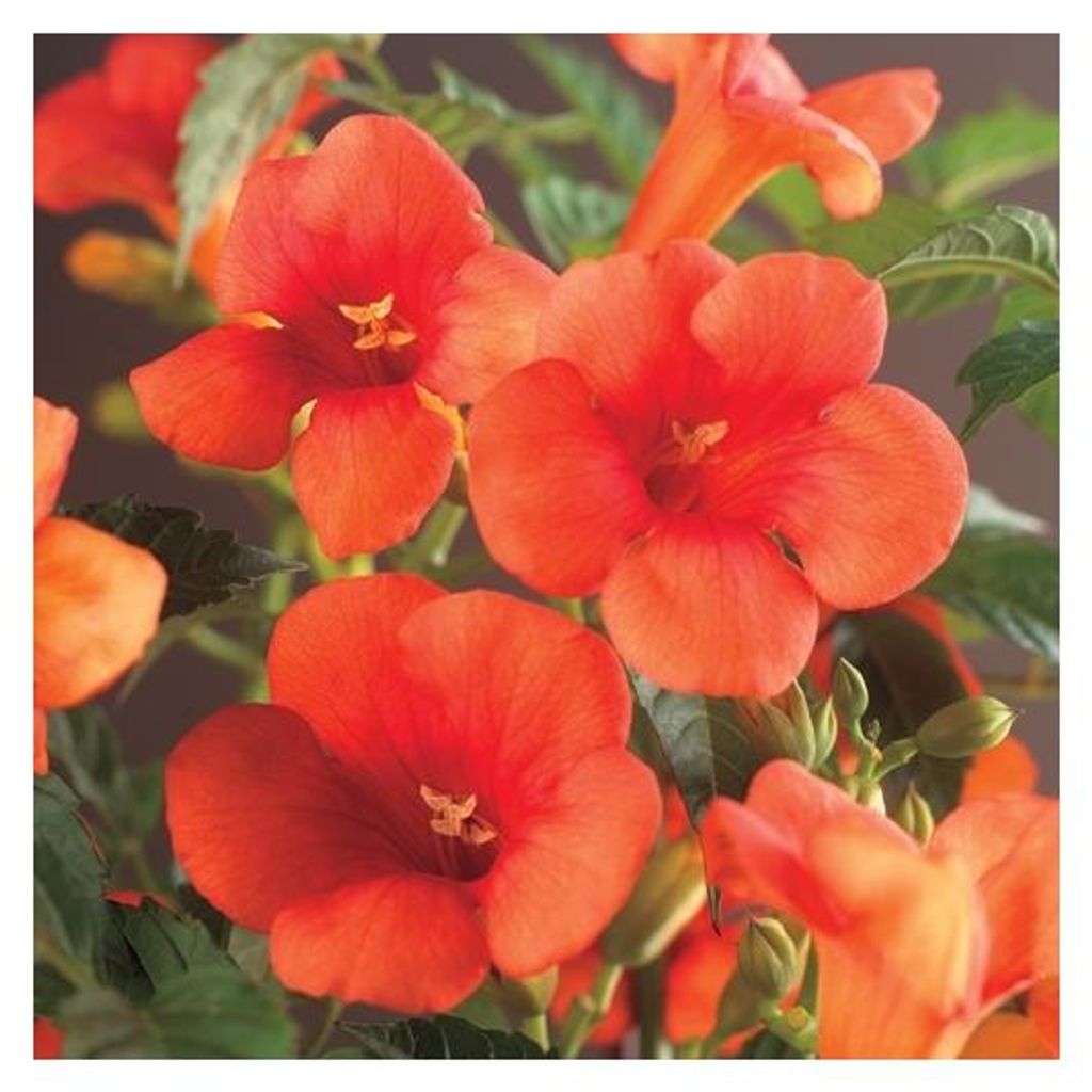 Rote Kletter-Trompetenblume ca. 200 cm - Campsis radicans Kletterpflanze