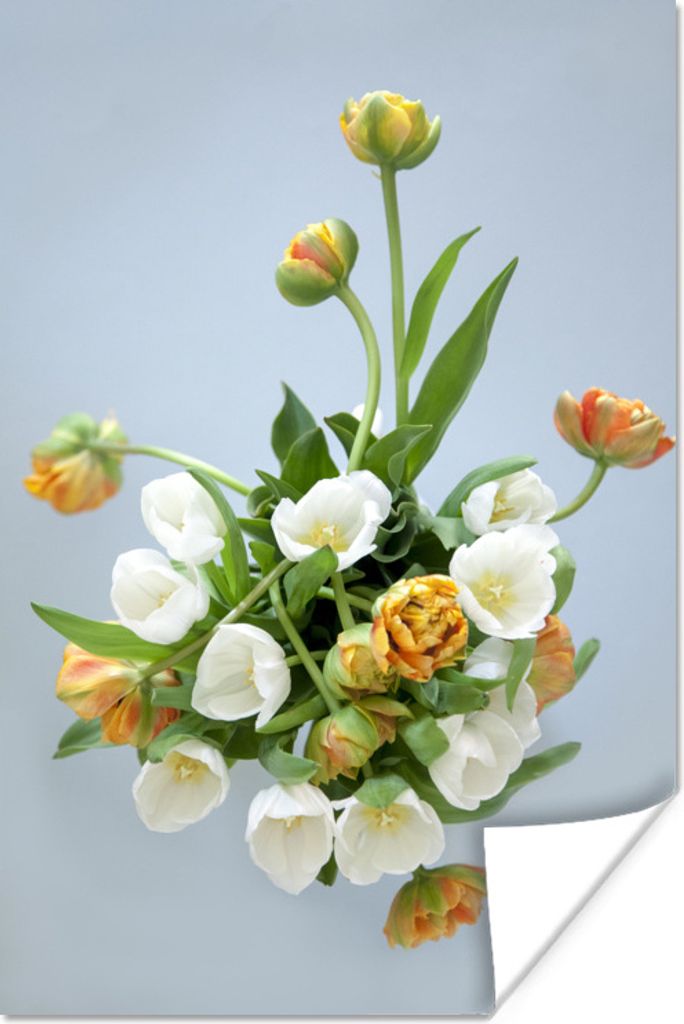 MuchoWow Poster Weiße und orangefarbene Tulpen weißer Hintergrund 20x30 cm - Papierdruck