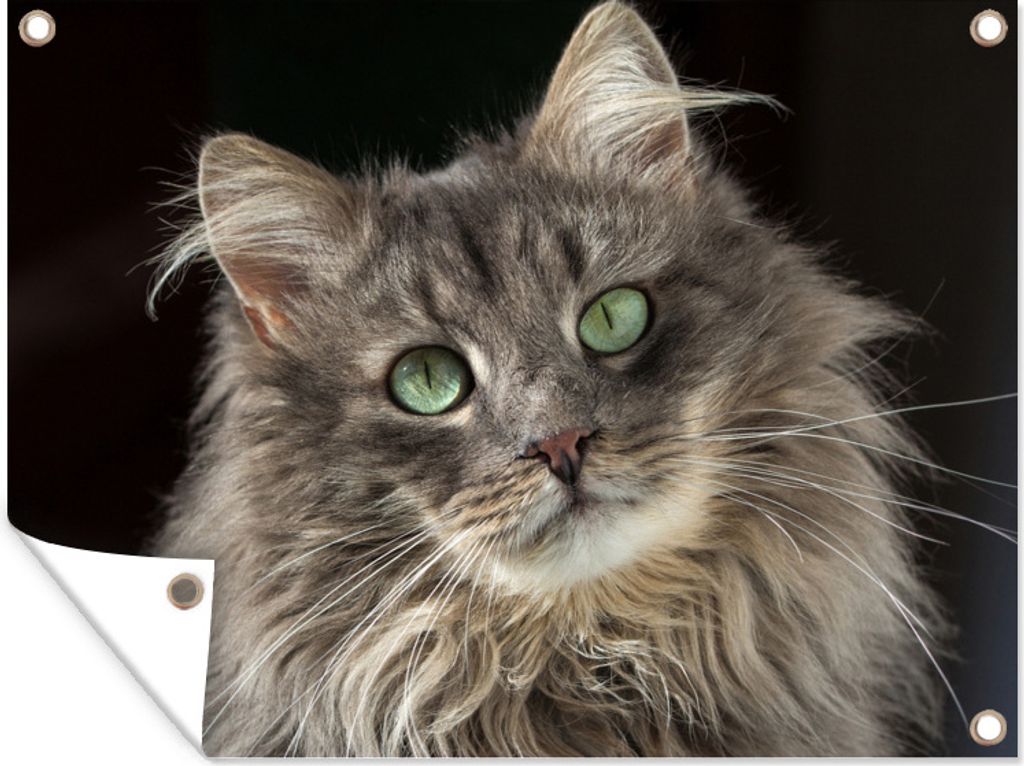 MuchoWow 80x60 cm Outdoor-Poster Gartendeko Sichtschutz Garten Poster für den Garten Katze mit grünen Augen