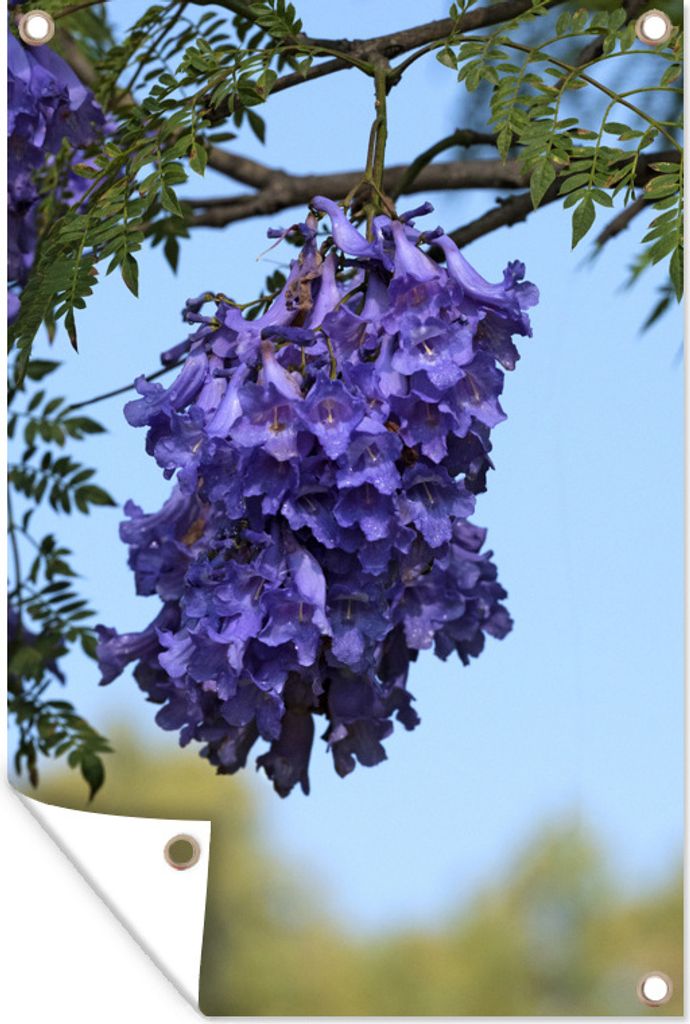 MuchoWow 80x120 cm Outdoor-Poster Gartendeko Sichtschutz Garten Poster für den Garten Nahaufnahme einer Jacaranda