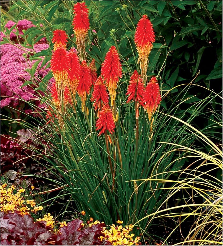 Stauden Gänge 5 x Kniphofia 'Papaya Popsicle' - Fackellilie Produktbild 