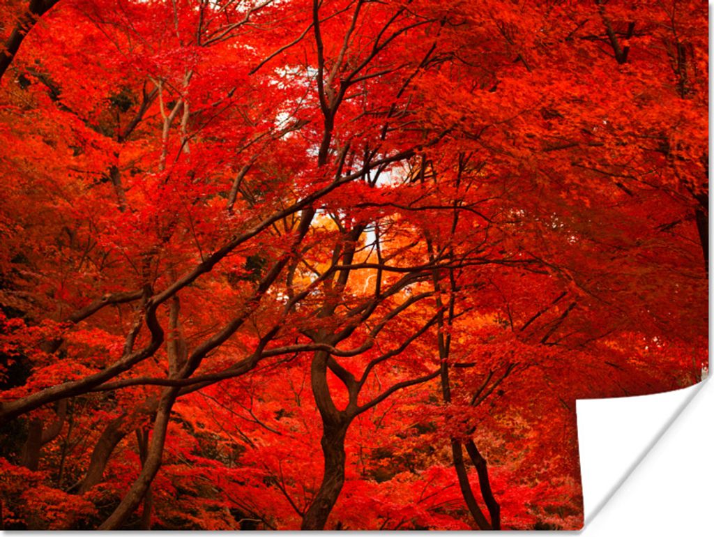 MuchoWow Poster Herbst - Wald - Rot 160x120 cm - Foto Plakat