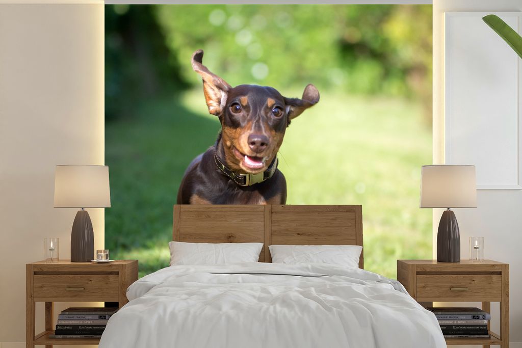 MuchoWow Fototapete für Wohnzimmer oder Schlafzimmer Wandtapete Vinyl Motivtapete Ein sprintender Dackel - 240x240 cm - Schlafzimmer-Tapete