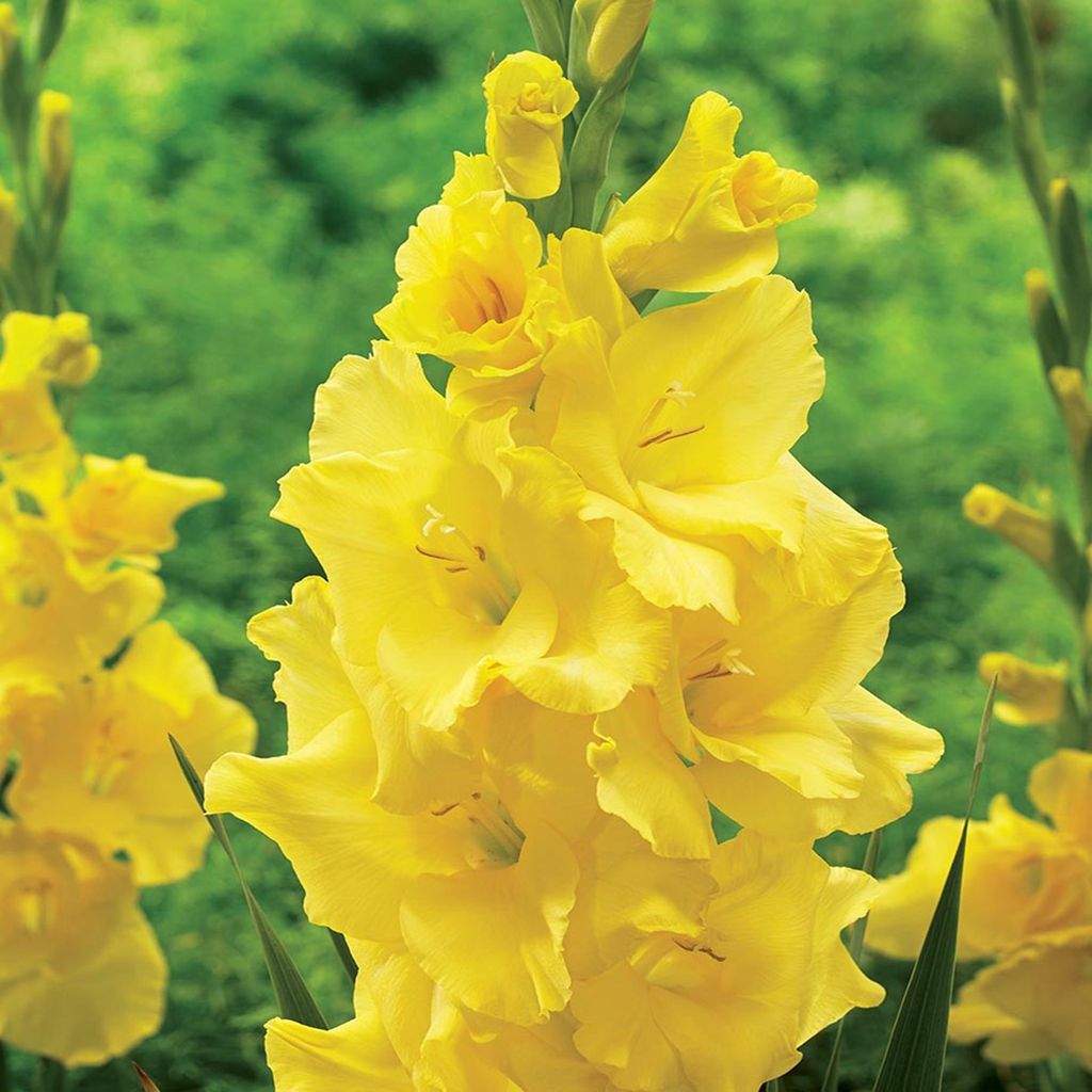 Gladiolus Veľkokvetý Gladiolus Yellowa 5 ks cibule Obrázok produktu 
