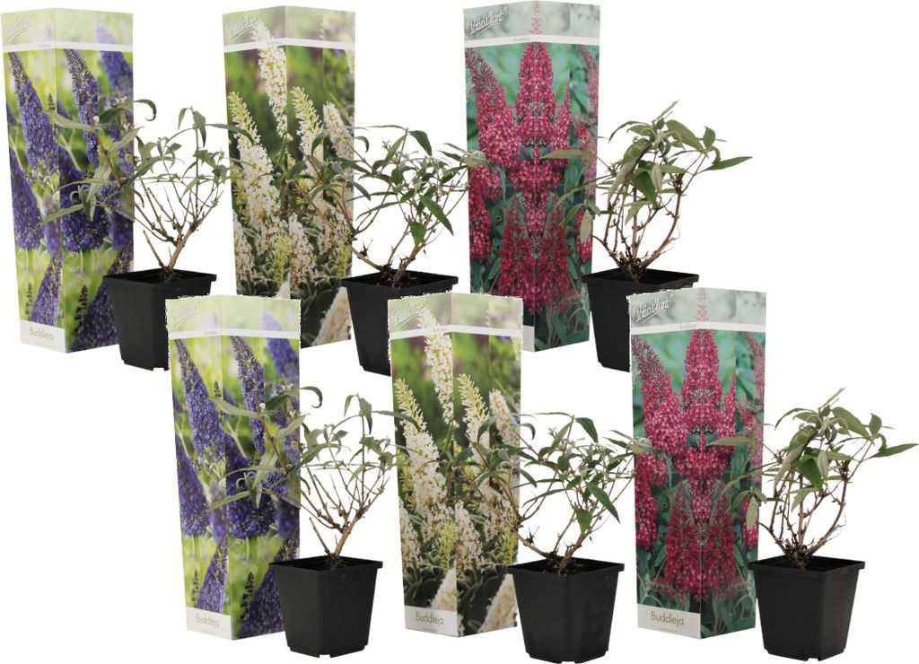 Budleja Davida - 6 szt - Buddleja davidii - Wysokość Zdjęcie produktu 