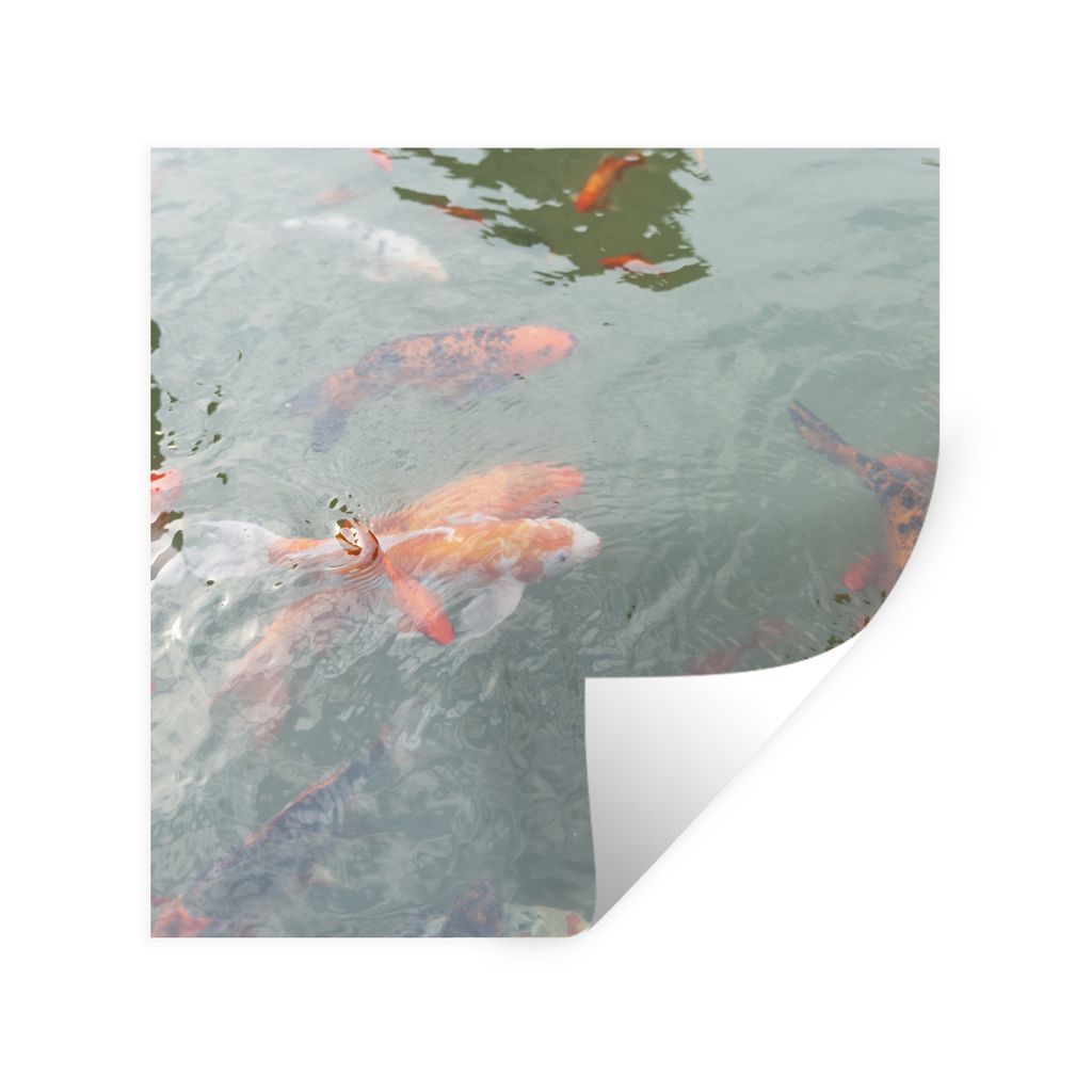 MuchoWow Wandtattoo Wandsticker Wandaufkleber Eine Gruppe von Koi-Karpfen in einem Teich 50x50 cm Selbstklebend und Repositionierbar - Selbstkleb...