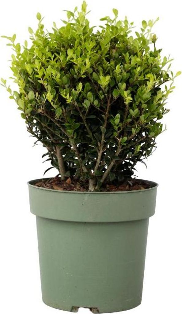 Ostrokrzew bukszpanowy - Ilex crenata 'Jenny' - Wysokość Zdjęcie produktu 