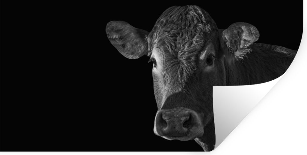 MuchoWow Wandtattoo Wandsticker Wandaufkleber Kuh - Tiere - Schwarz - Weiß - Porträt 40x20 cm Selbstklebend und Repositionierbar - Aufkleber