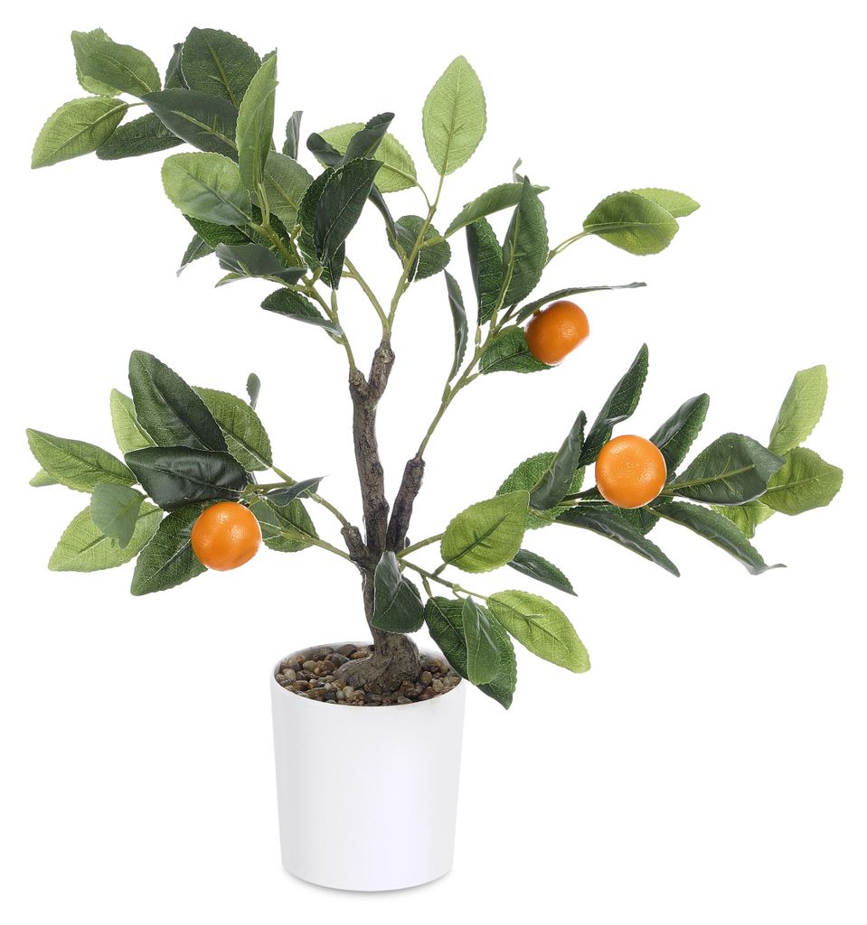 Sierlijke citrusplant, 58 cm Productafbeelding 
