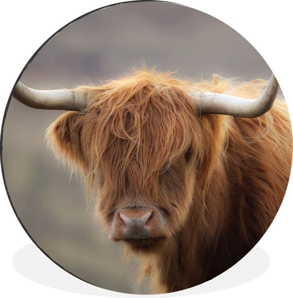 MuchoWow Aluminium Wandkreis Schottischer Highlander - Licht - Porträt Ø 90 cm Wanddeko Modern Wohnzimmer - Mauerkreis - Wandbilder - Runde Bil...