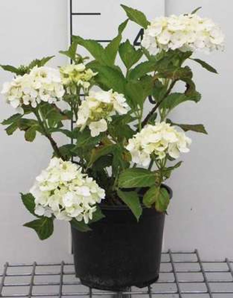Hydrangea macr. 'Soeur Therese' - Hortensien 25- 30 cm Container