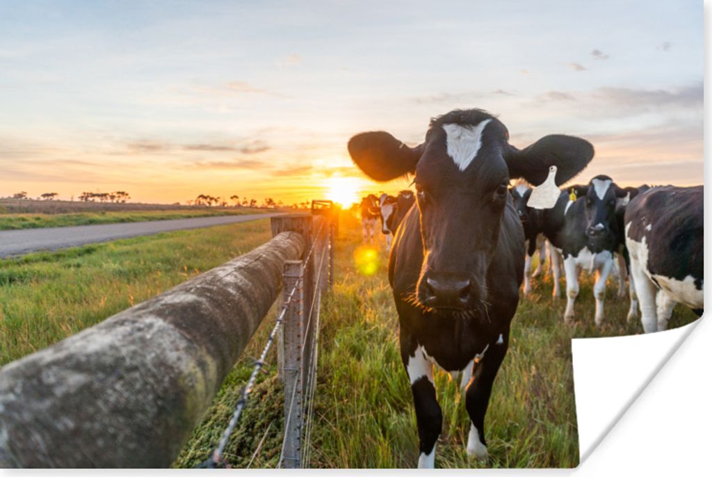 MuchoWow Poster Kühe - Sonne - Zaun 30x20 cm - Plakate - Print
