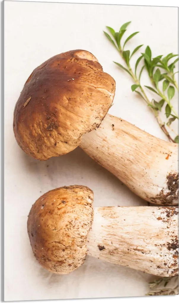 Piastra Copri Fornelli 30x52 Vetro Temperato Tagliere Funghi e Verdure