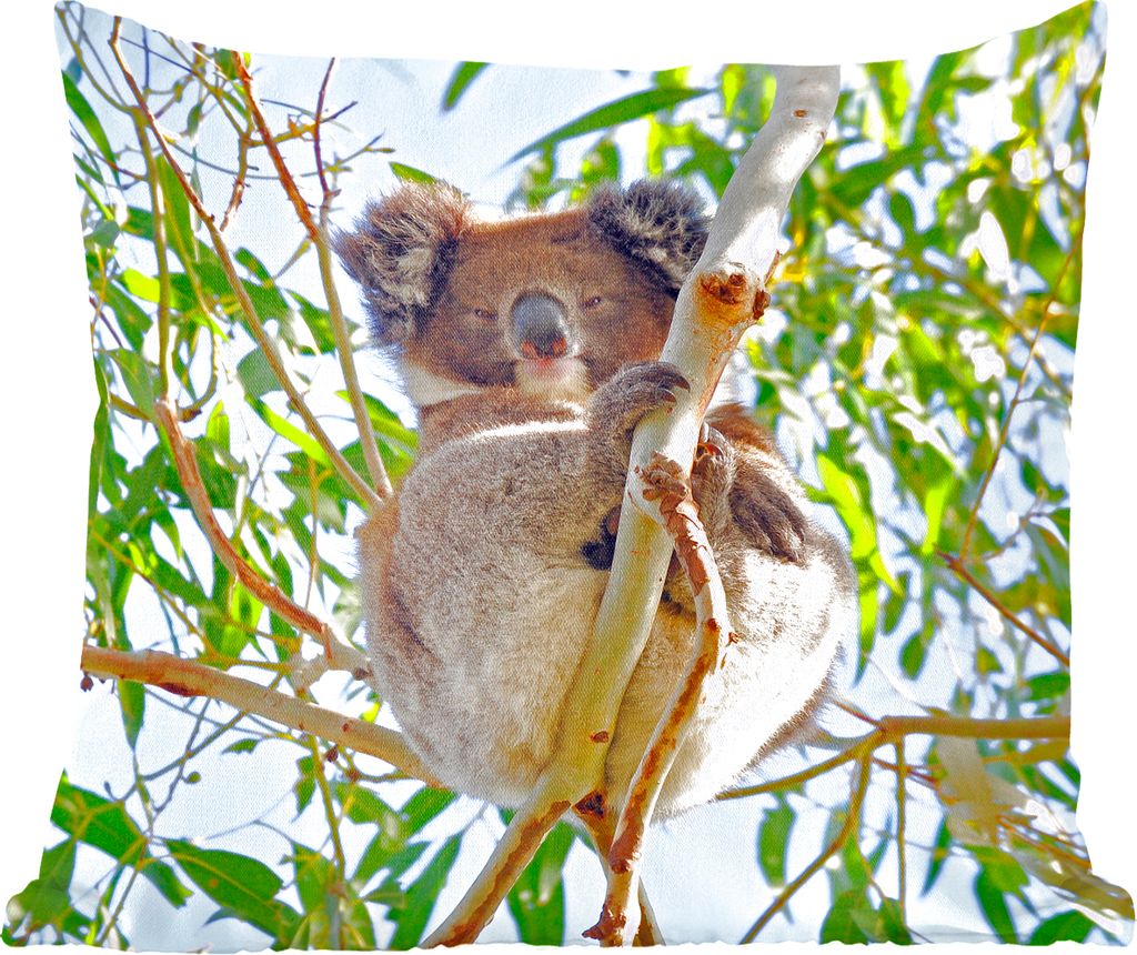 MuchoWow Zierkissen Sofakissen Wohnzimmer Dekokissen 60x60 cm Koala - Luft - Zweige - Jungen - Mädchen - Sitzfläche - Foto Polster