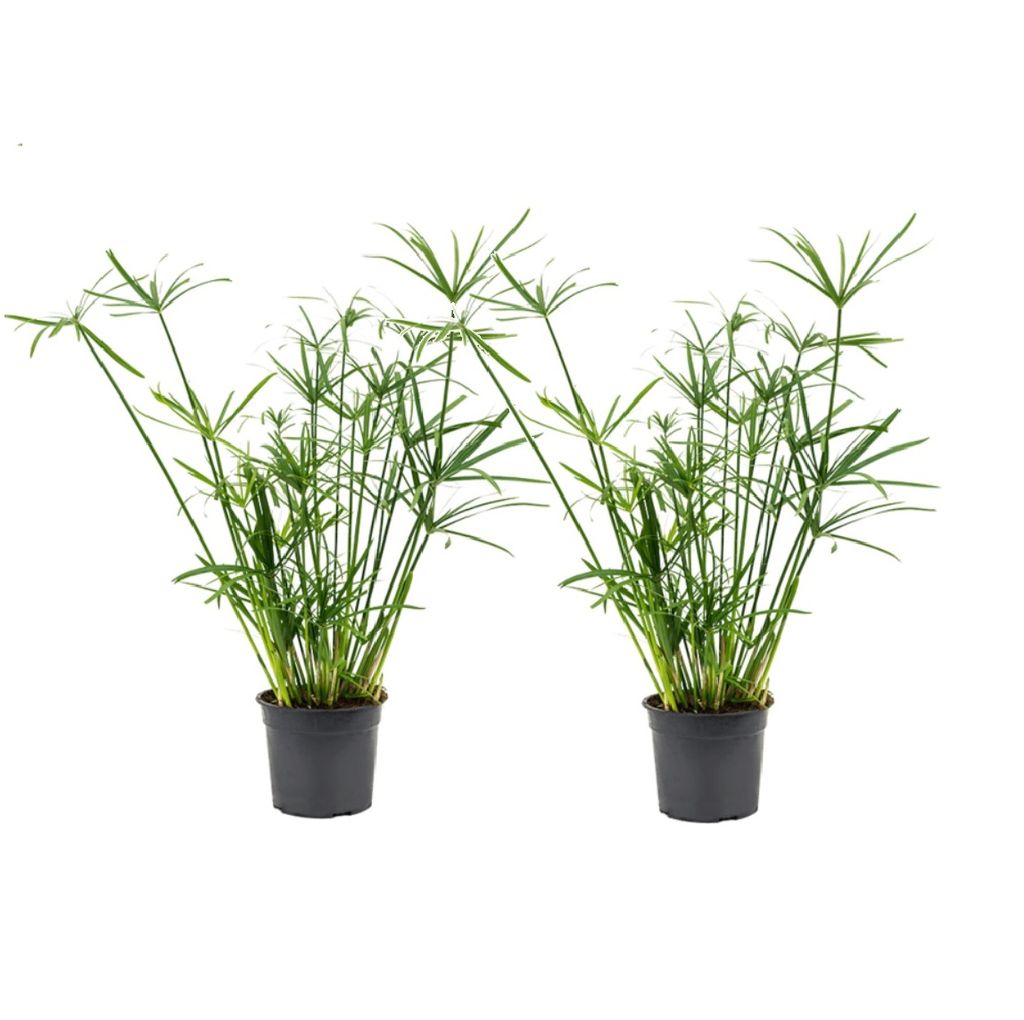 Plant in a Box   20er Set Cyperus alternifolius – Schirmpflanzen – Grasarten  – Topf 20 cm – Höhe 20–20cm – Zimmerpflanzen