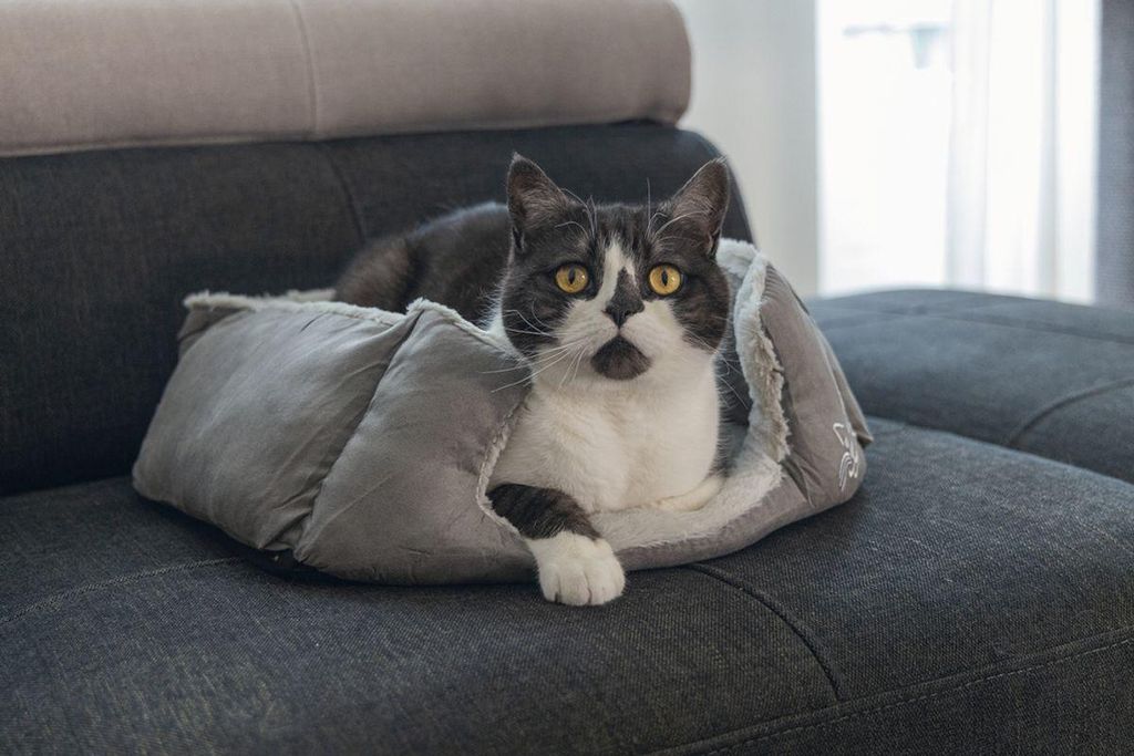 Beeztees Katzenbett Baboo 48 x 37 x 18 cm grau-hellgrau, Produktbild 