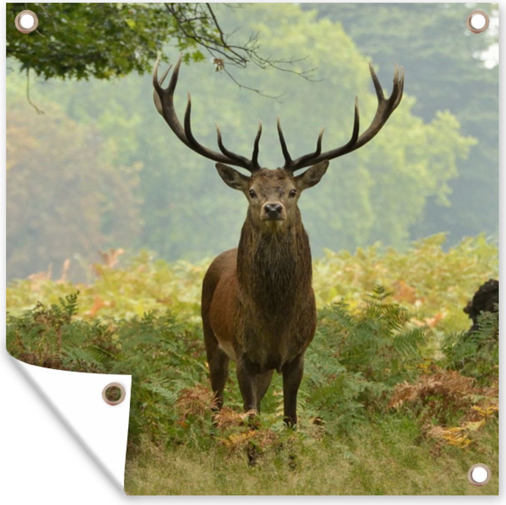MuchoWow 50x50 cm Outdoor-Poster Gartendeko Sichtschutz Garten Poster für den Garten Rothirsch - Natur - Grün
