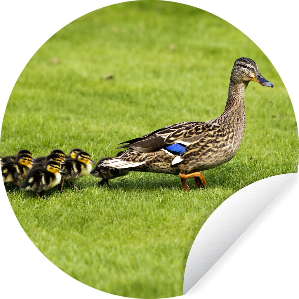 MuchoWow Runde Wandtattoo - Wandsticker Tapete Aufkleber Ente mit Jungen im Gras Ø 80 cm Selbstklebend und Repositionierbar - Wandaufkleber - Kr...