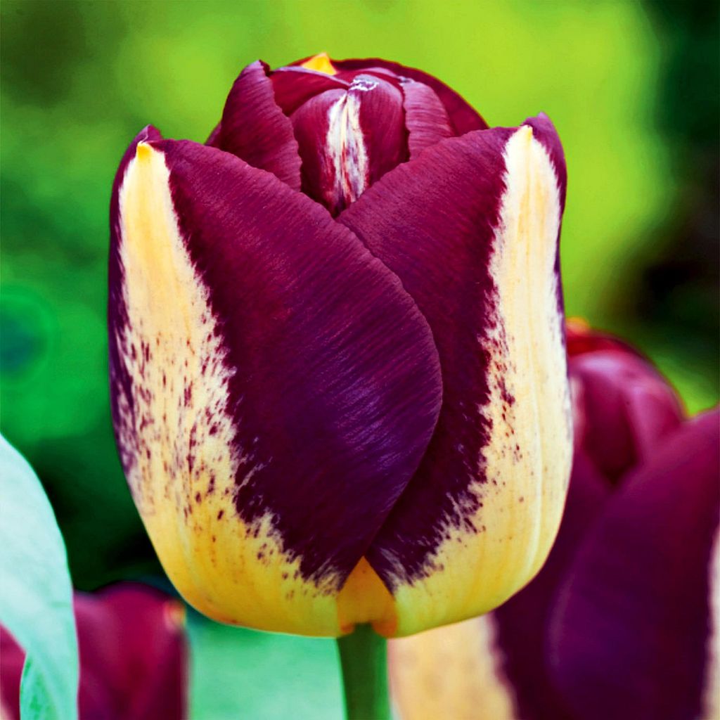 Tulipány Květinové cibulky Cibulky Květiny Dvojitý tulipán Obrázek produktu 