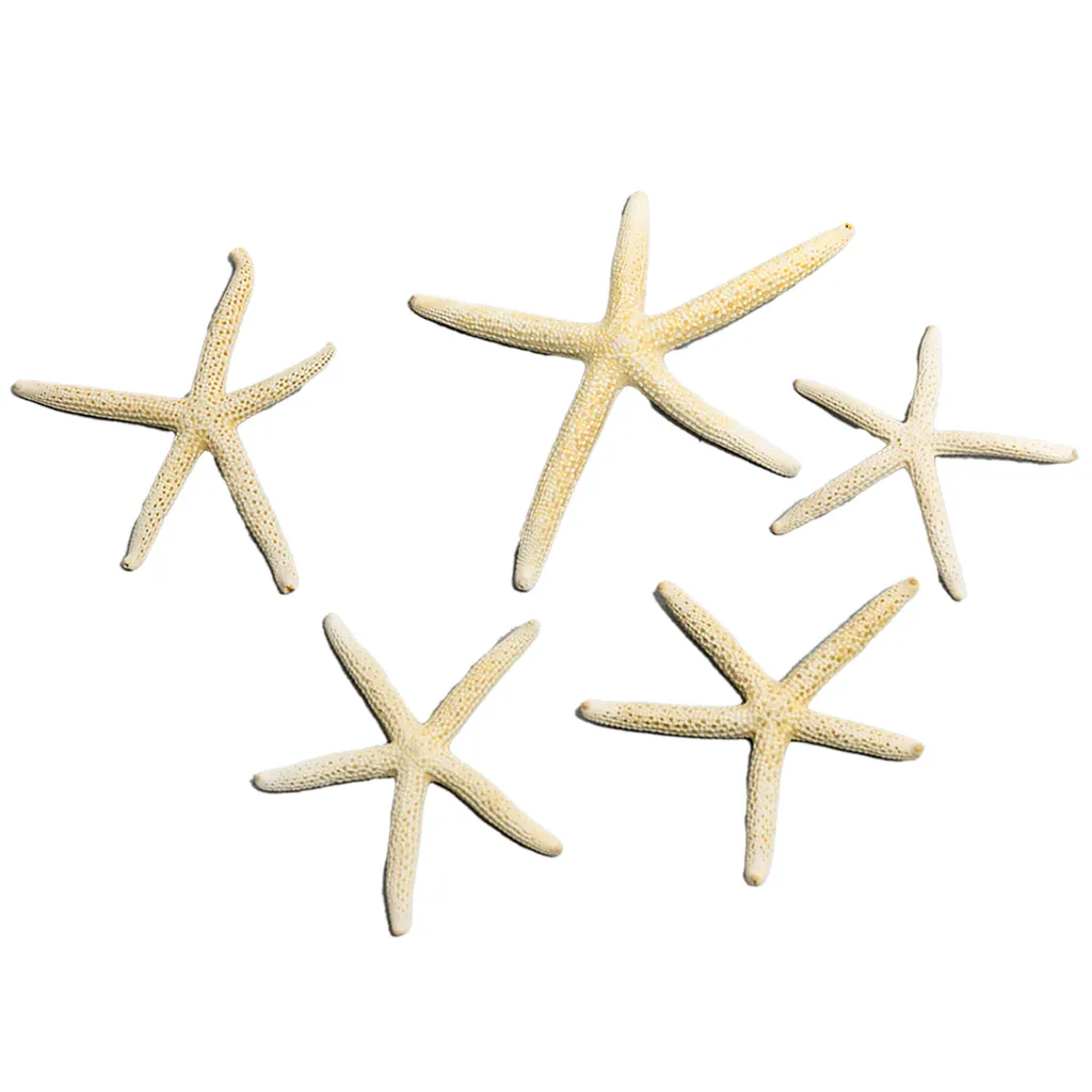 Decorazione Stella Marina Acquario Design | Set Fai da Te Elegante