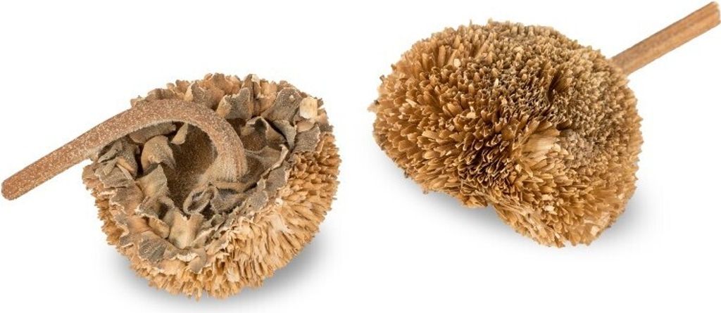 Sonnenblumen Kopf Natur, Länge ca. 6-8cm