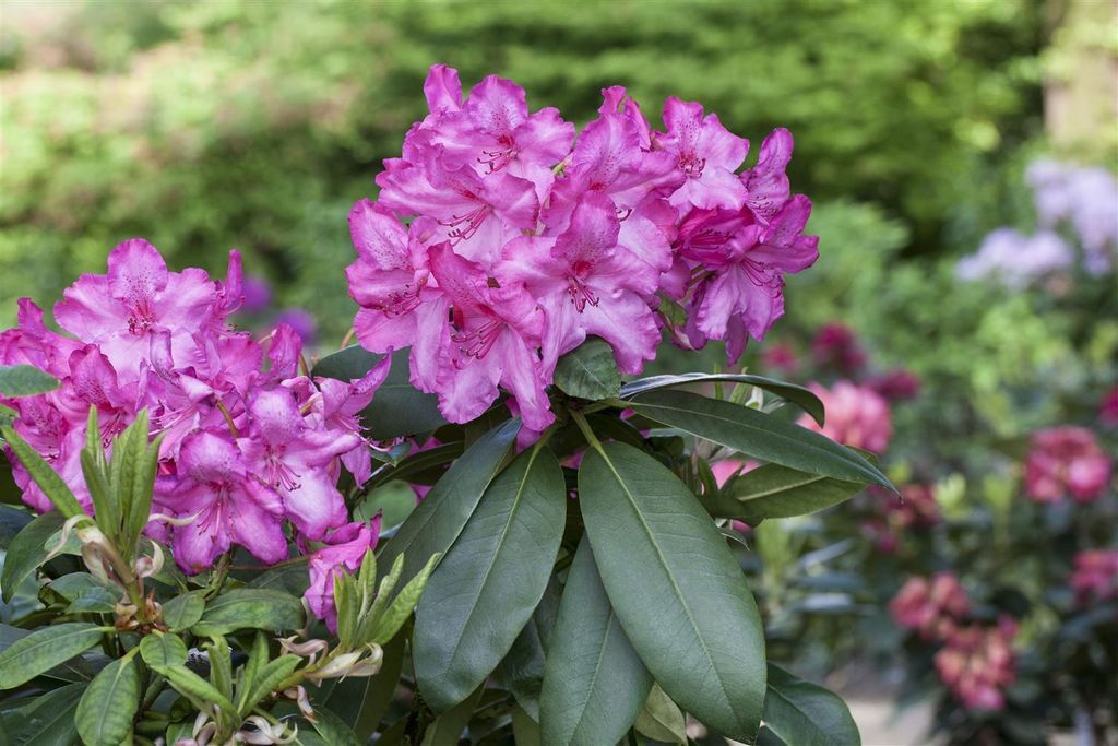 Rhododendron Hybr. 'Walküre', Rhododendron, rosa Blüten, 30–40 cm