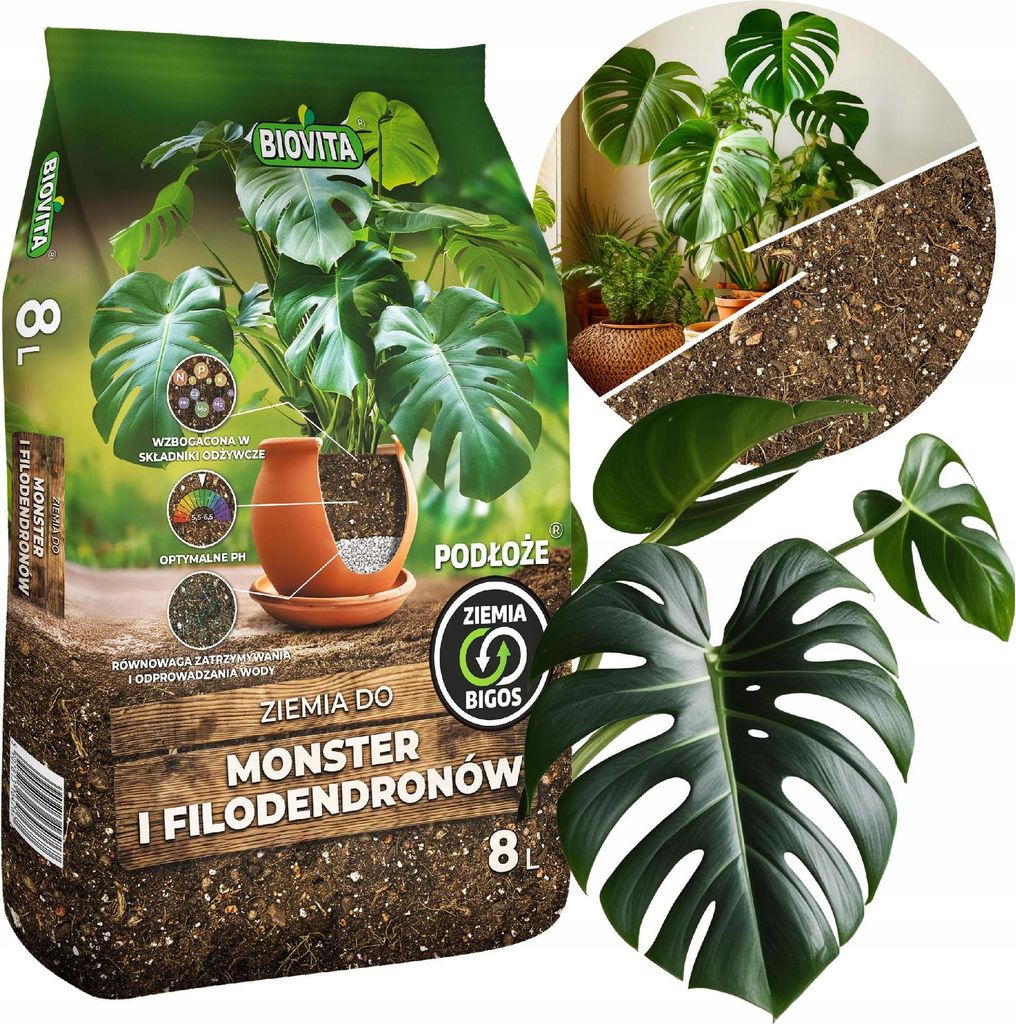 philodendron online kaufen Philodendron White Princess, seltene Blattpflanze - ⭥30cm main image 0