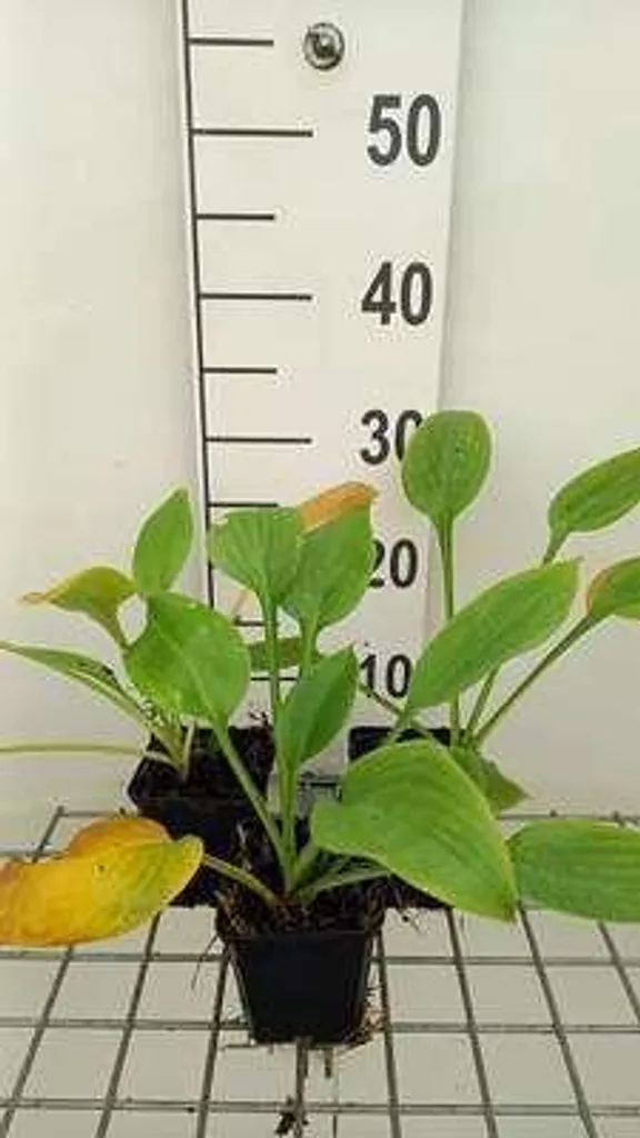 Hosta Blue Umbrellas - Lot de 6 plantes vivaces d'ombre en pot