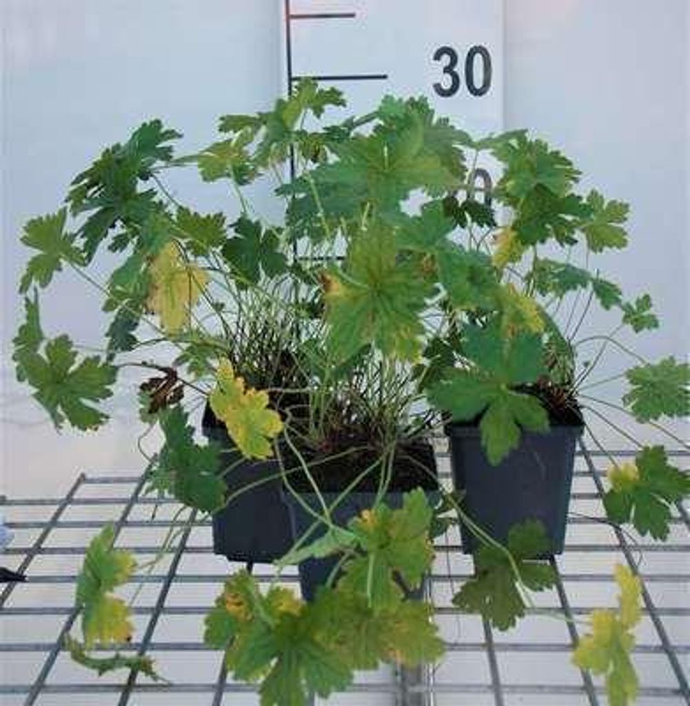 6 x Geranium versicolor - Storchenschnabel - Topf 9 x 9 cm
