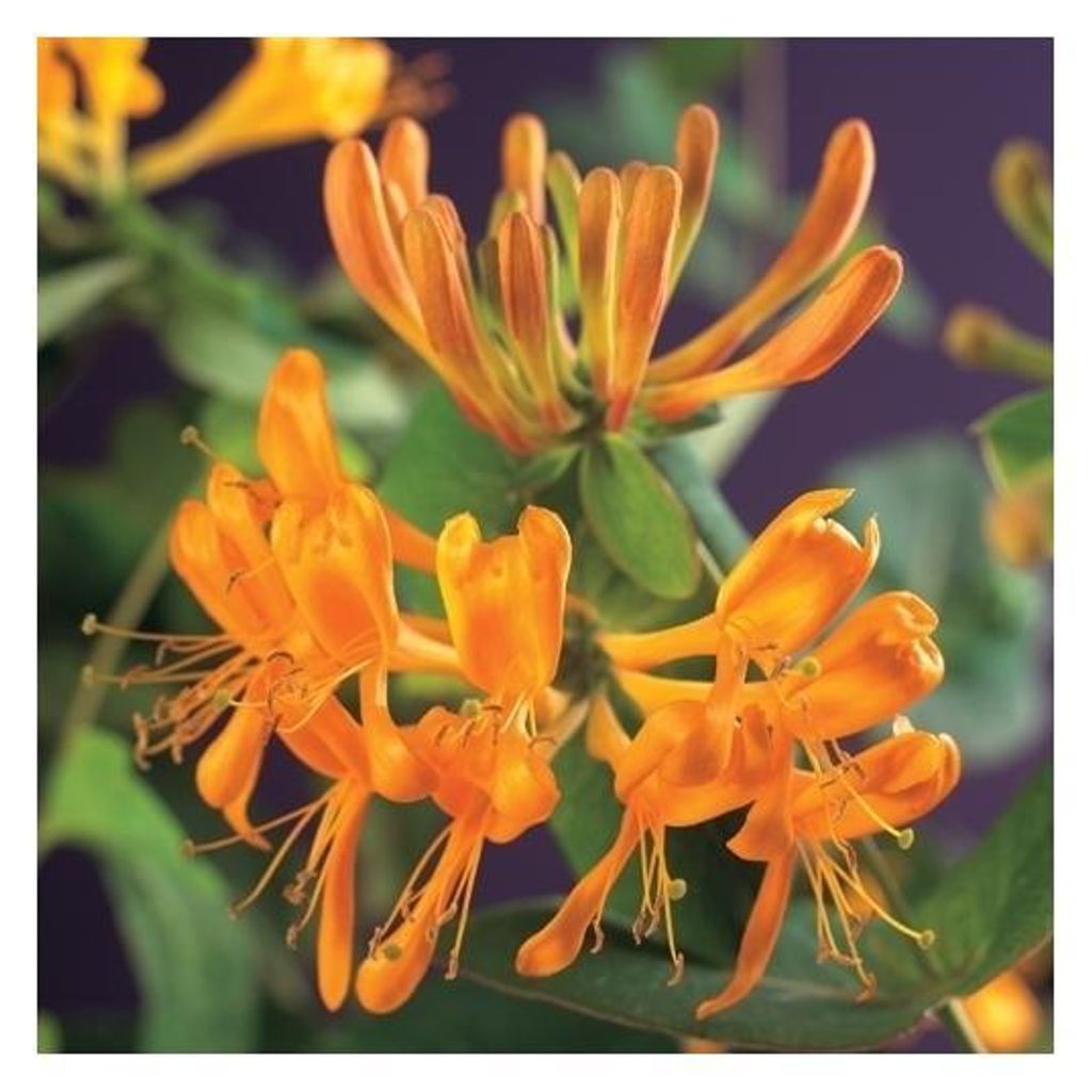 Chèvrefeuille 60-80 cm Lonicera tellmanniana - Image du produit 