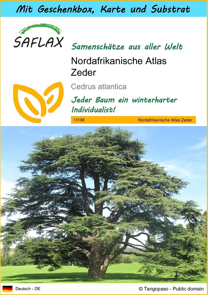 SAFLAX - Geschenk Set - Nordafrikanische Atlas Zeder - 20 Samen - Mit Geschenk- / Versandbox, Versandaufkleber, Geschenkkarte und Anzuchtsubstrat -...