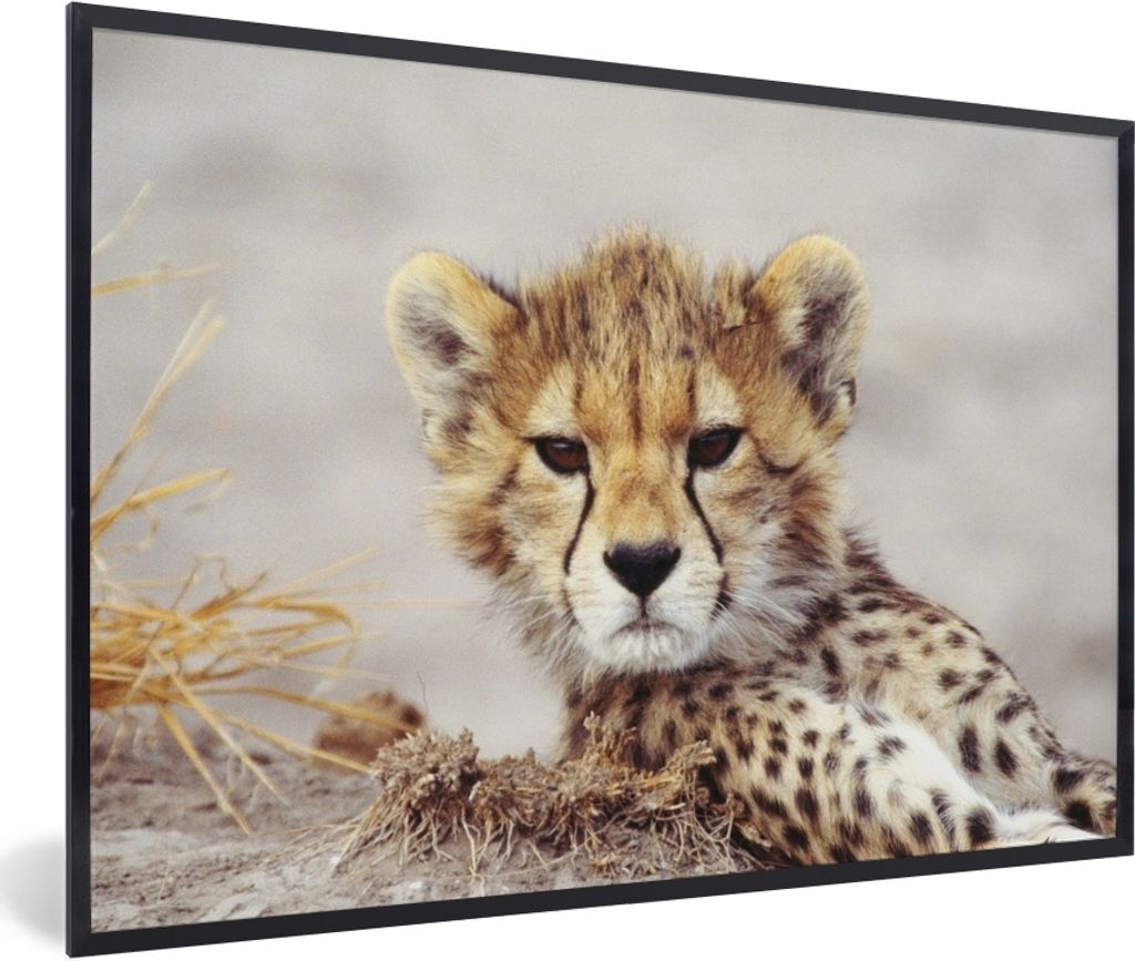 MuchoWow MuchoWow Gerahmtes Poster Gepard - Jung - Porträt 60x40 cm - Poster mit zchwarzem Bilderrahmen - Printing - Wanddeko Schlafzimmer
