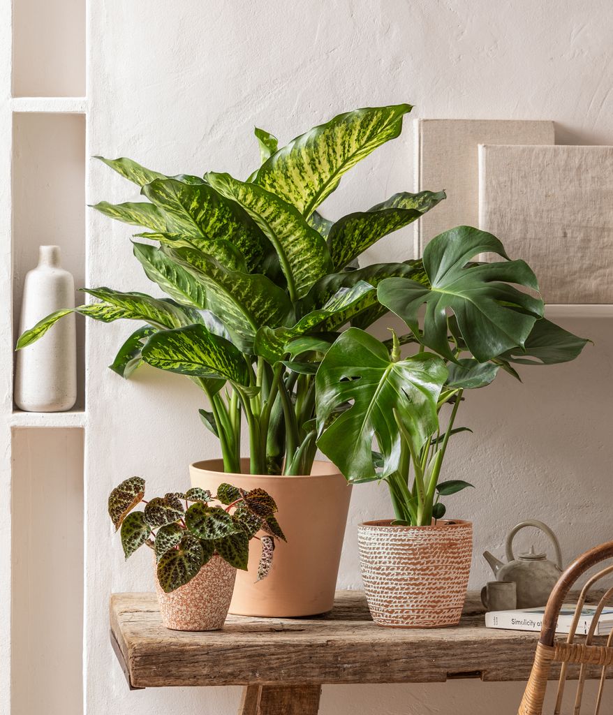 Dehner Fensterblatt-Monstera, geschlitztes Blattwerk, ca.