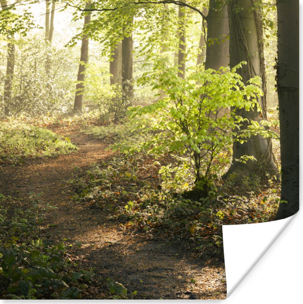 MuchoWow Poster Wald - Bäume - Weg - Sonne - Pflanzen - Laub - Natur 75x75 cm - Wand Dekoration